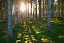 %_tempFileNameaxvall_skog_2412223300_skogedal%
