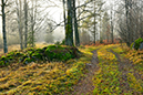 %_tempFileNameborastorpet_vastergotland_2511149009_skogedal%