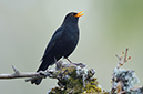 %_tempFileNameswedens_national_bird_turdus_merula_koltrast_2005196117_skogedal%