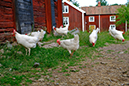 %_tempFileNamestensjo_by_smaland_2606248201_skogedal%