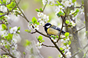 %_tempFileNametalgoxe_2605035051_skogedal%